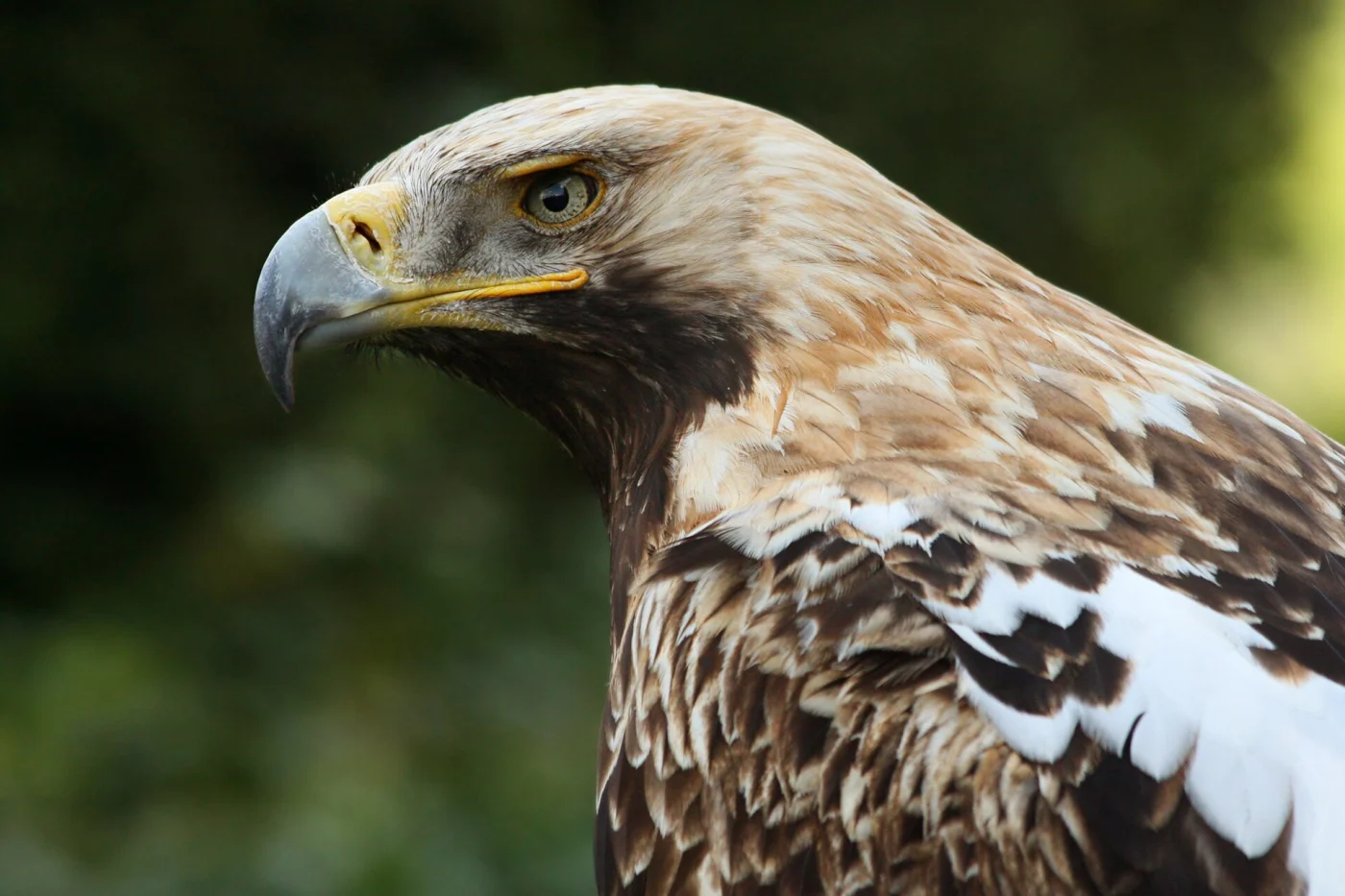 Asian Imperial Eagle