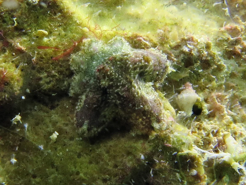 Seven-armed Coral Star