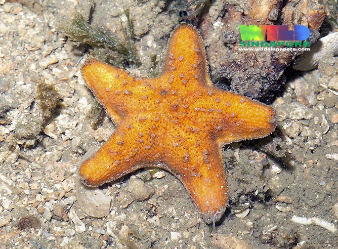 Crown reef star