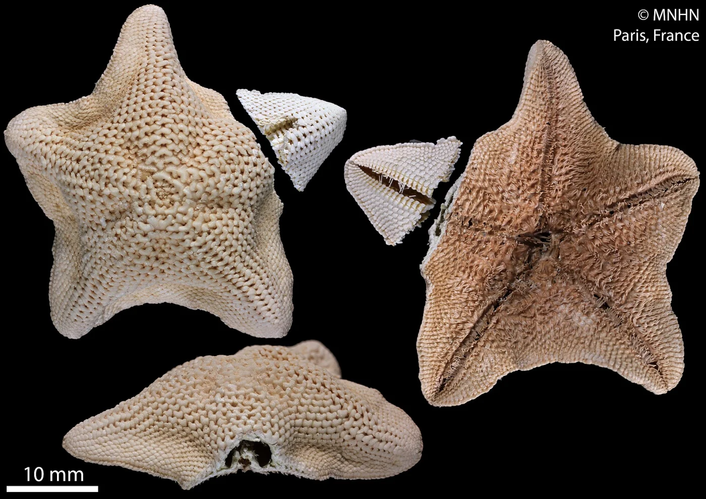 Aquilonastra donia