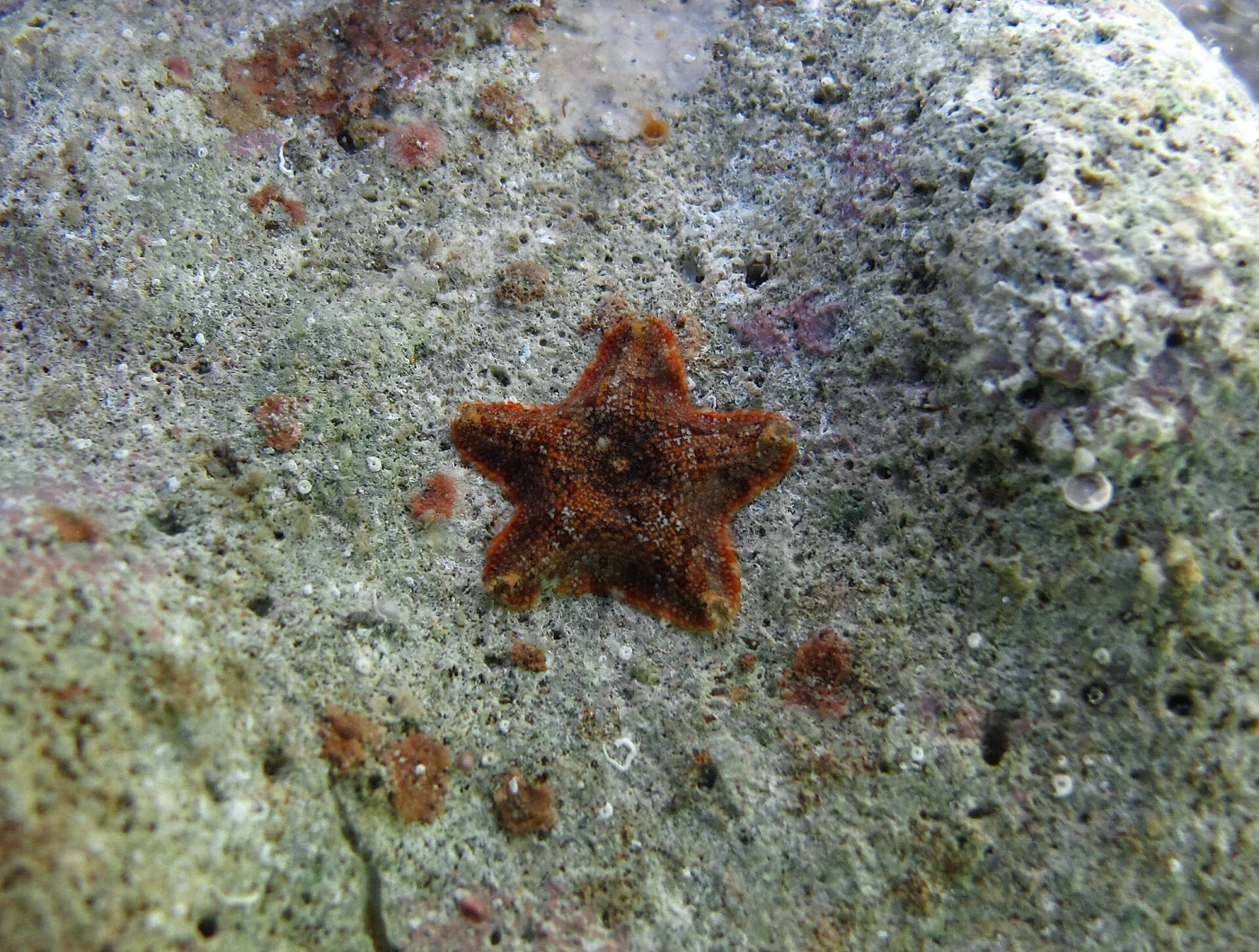 Aquilonastra moosleitneri
