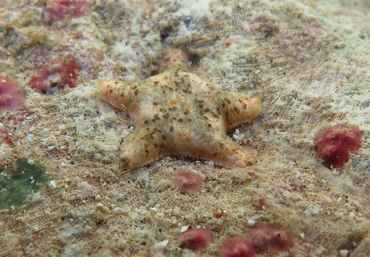 Aquilonastra samyni