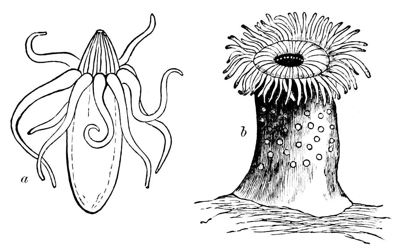 Arachnactis panikkari