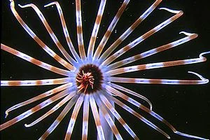 banded tube anemone