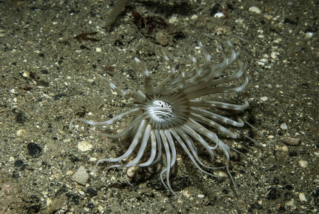 scarce tube-dwelling anemone
