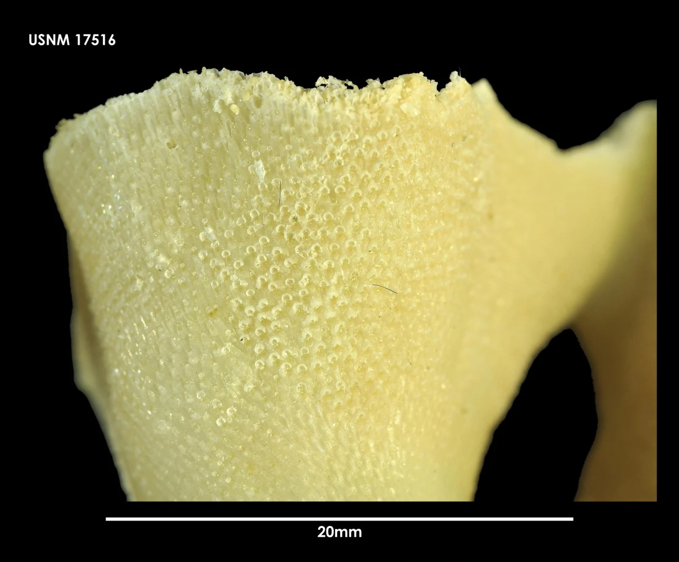 Arachnopusia inchoata