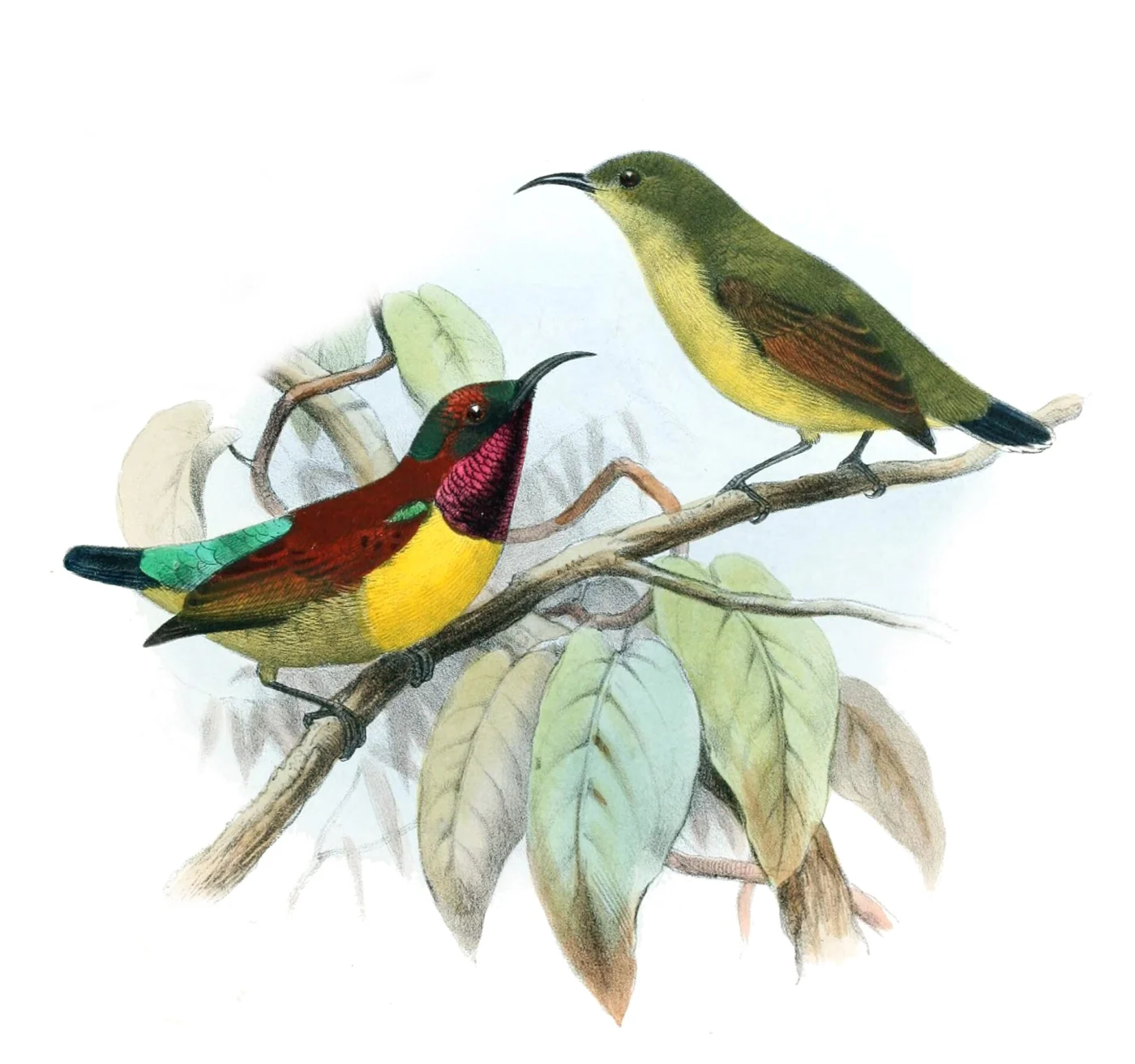 Whitehead's Spiderhunter