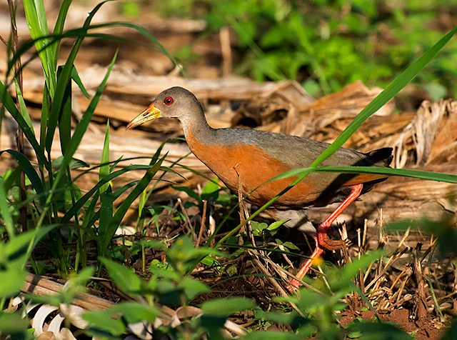 Little Wood Rail