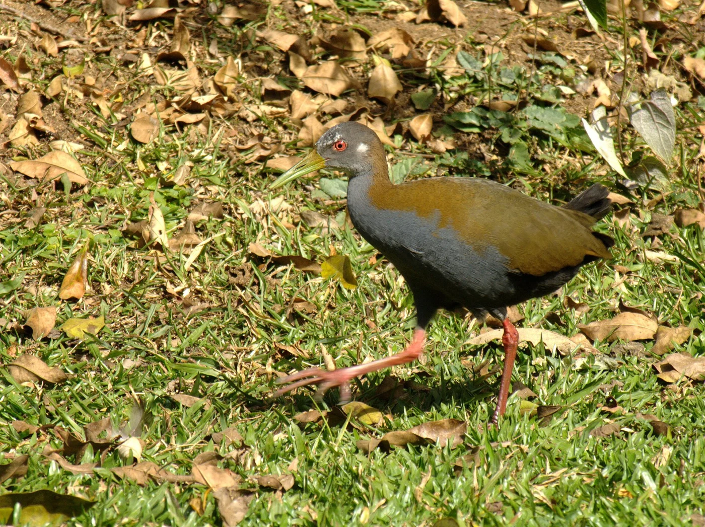 Slaty-breasted Wood Rail