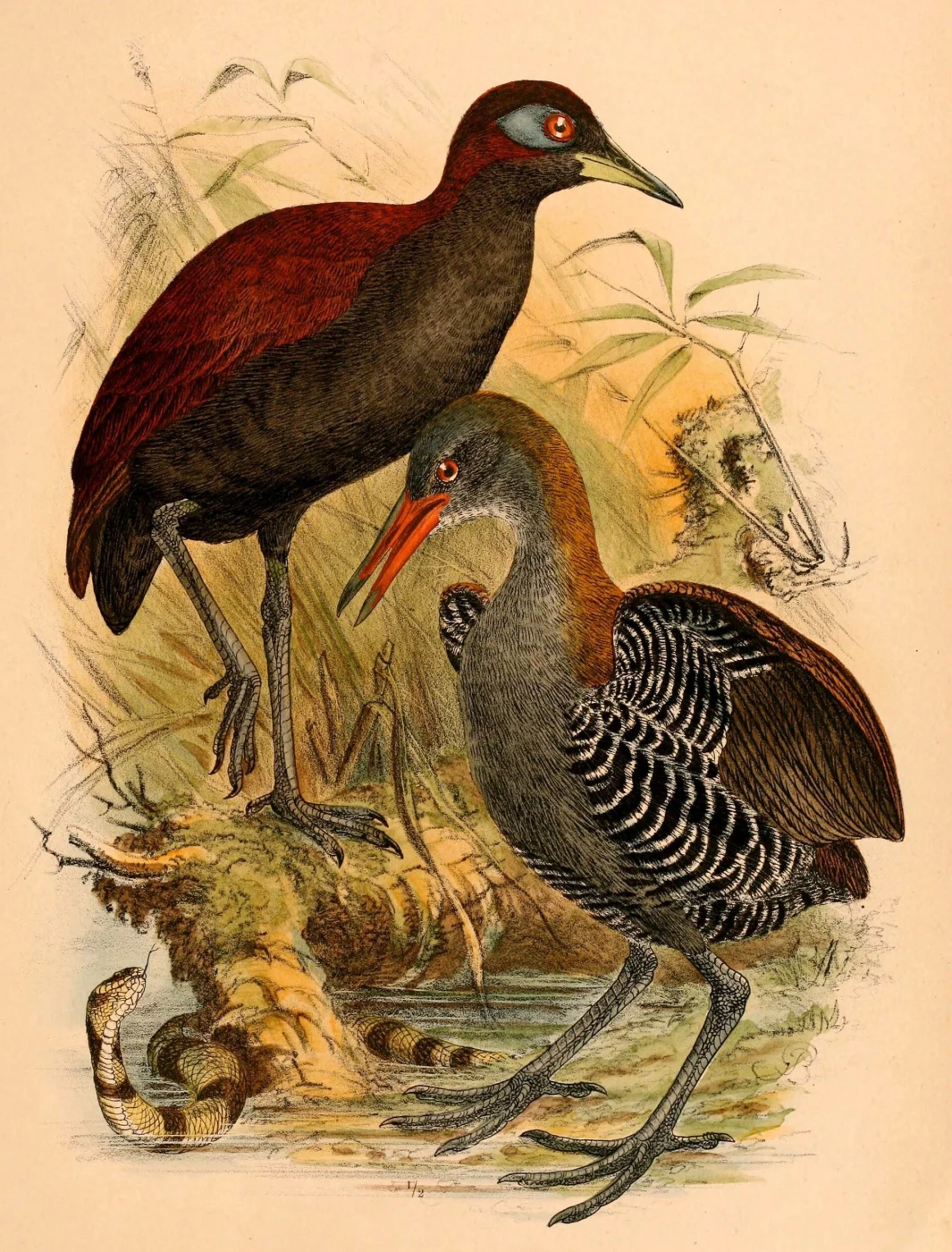 Platen's Rail