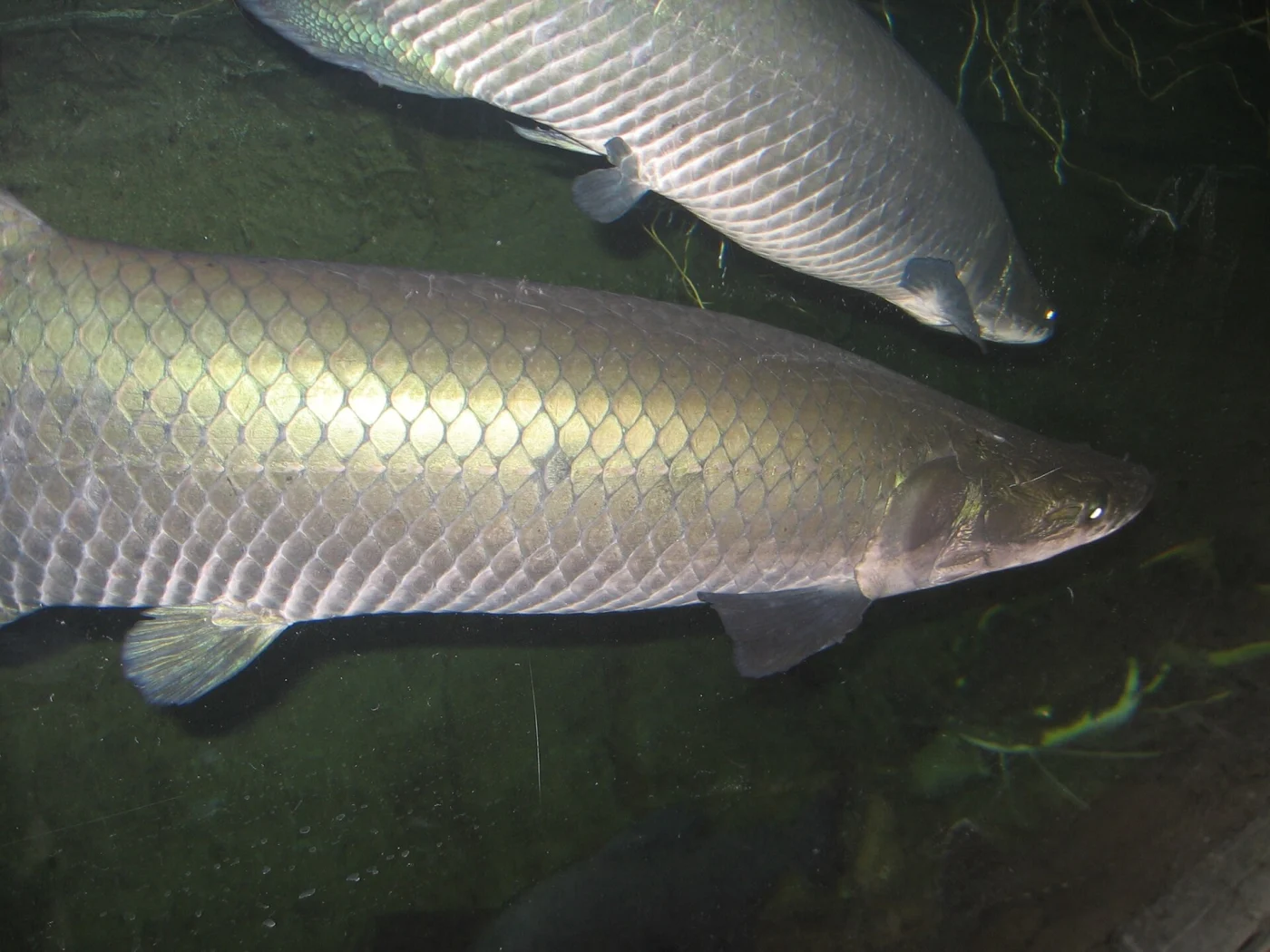 Arapaima