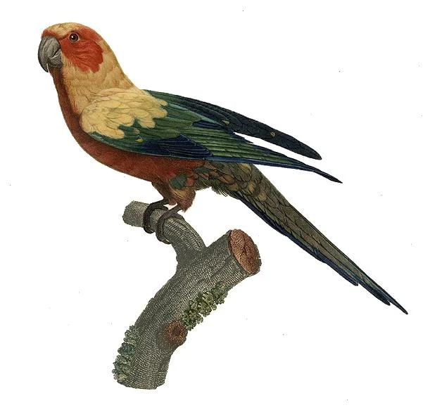 Cuban Parakeet