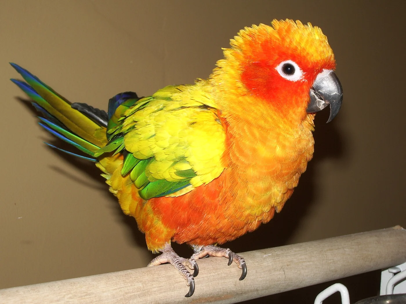 Sun Parakeet