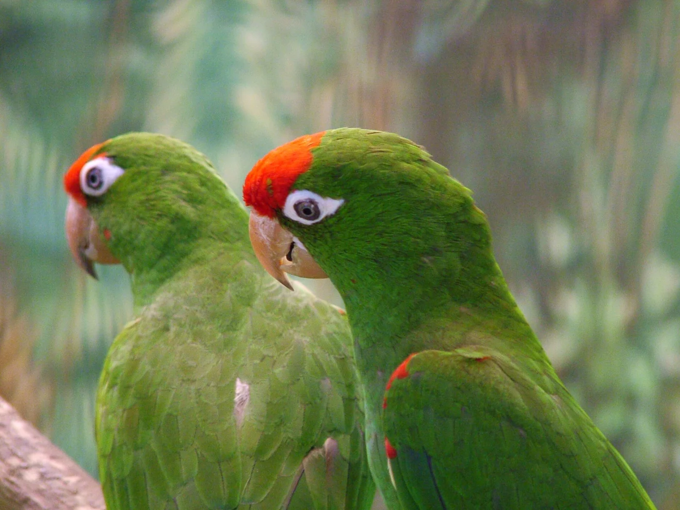 Scarlet-fronted Parakeet