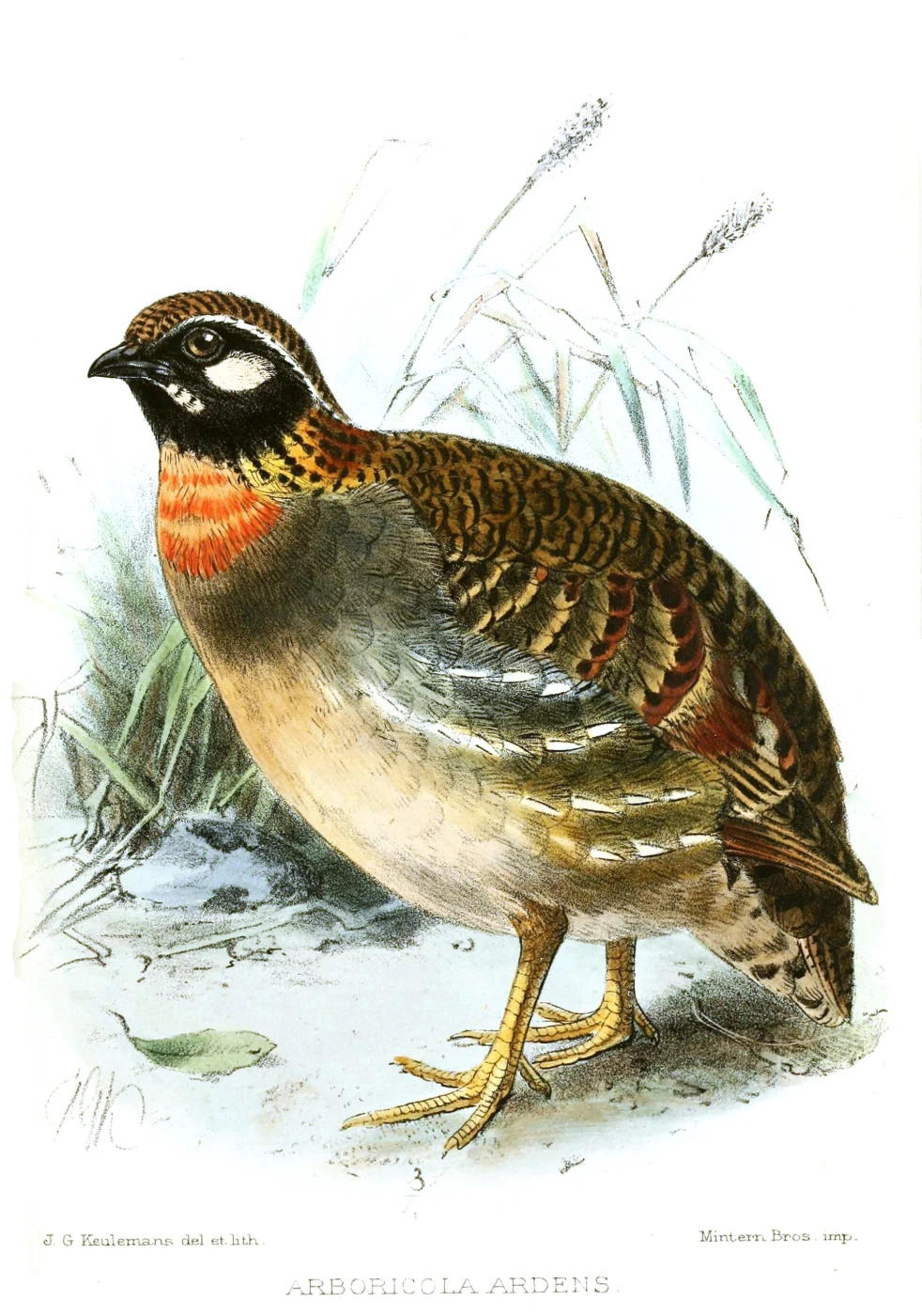 Hainan Hill Partridge