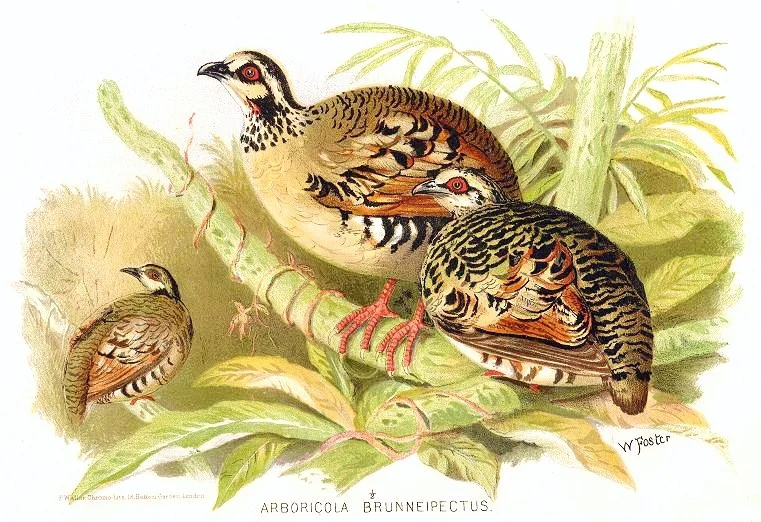 Bar-backed Hill Partridge