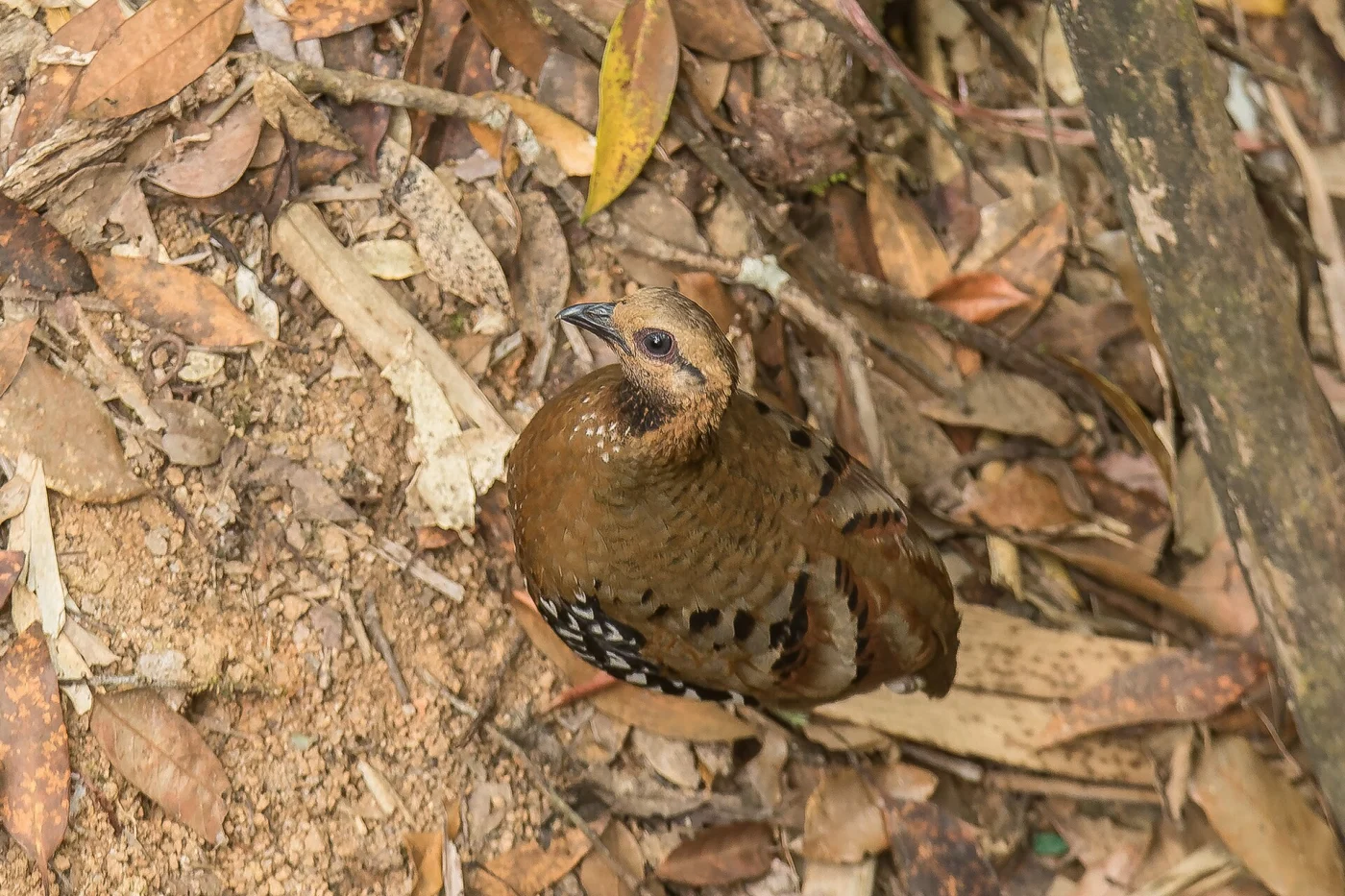 Chestnut-headed Hill Partridge