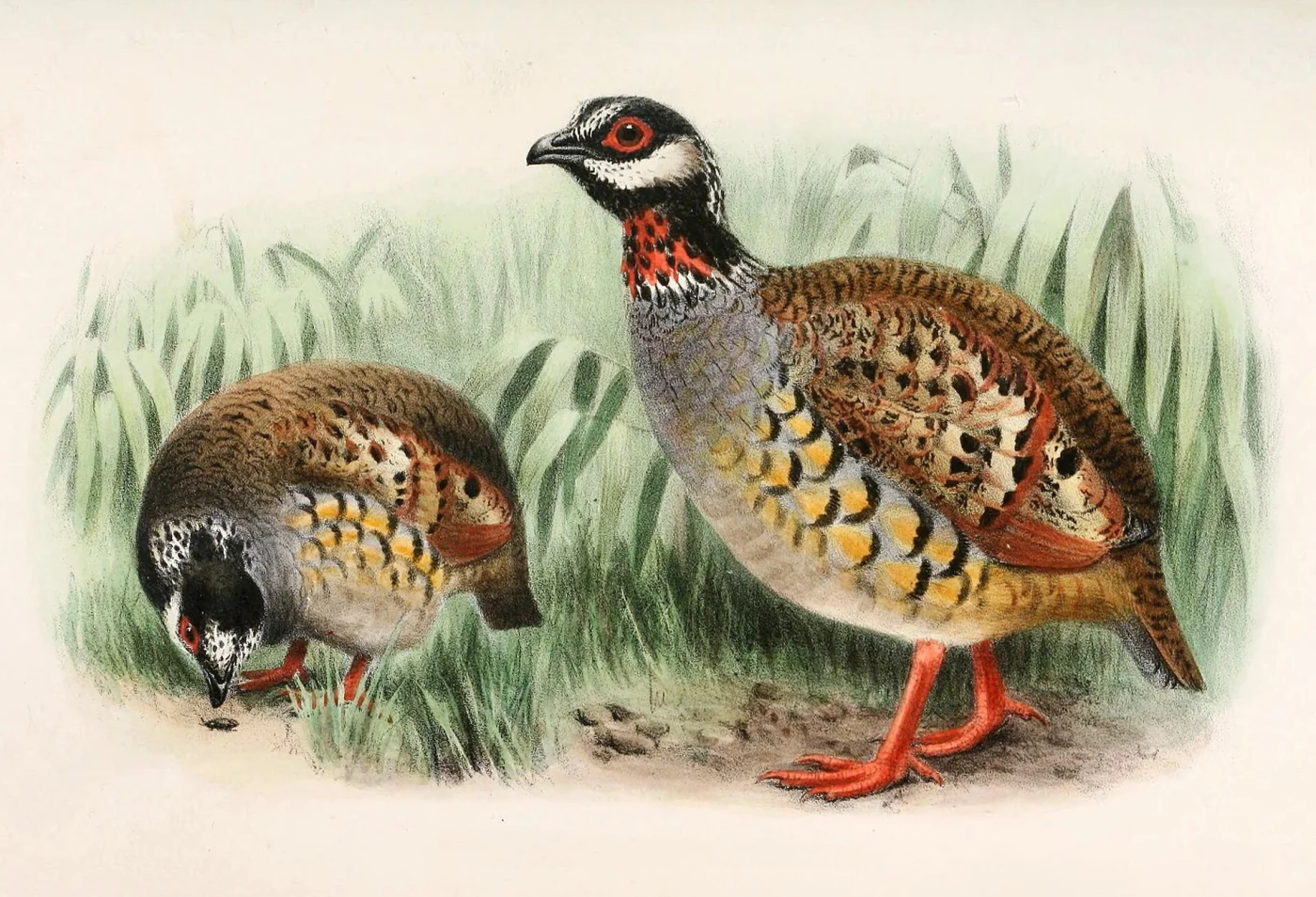 Campbell's Hill Partridge