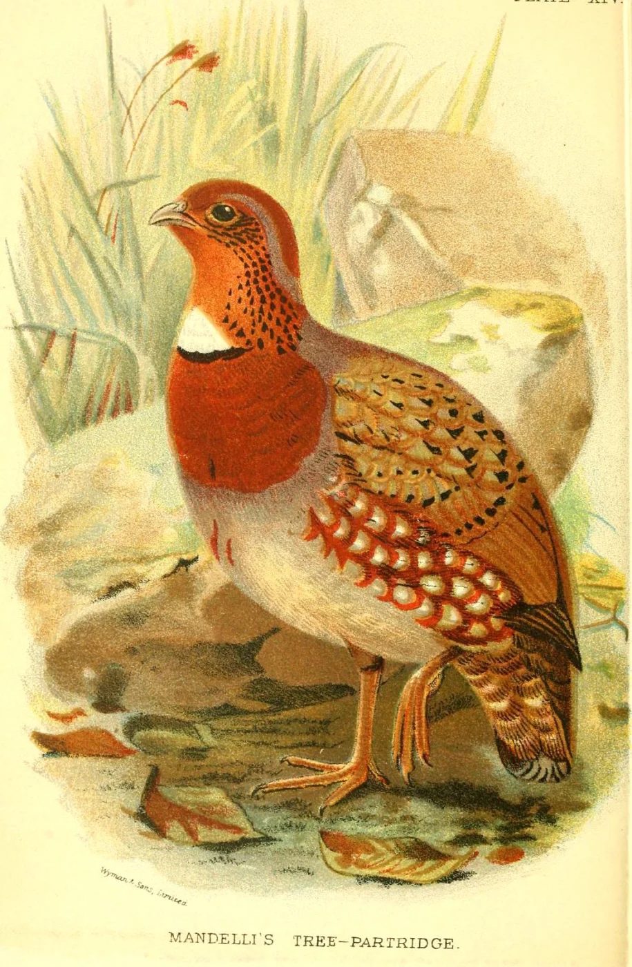 Chestnut-breasted Hill Partridge