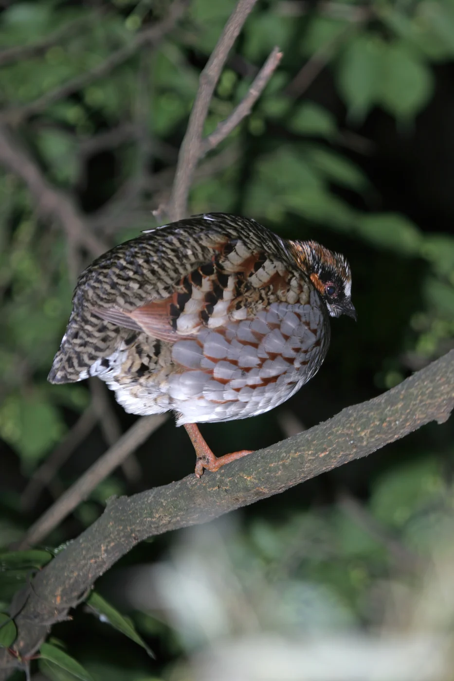 Sichuan Hill Partridge