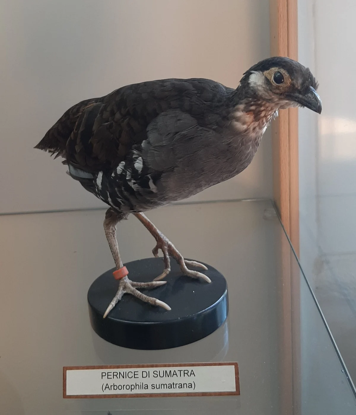 Grey-breasted Hill-partridge