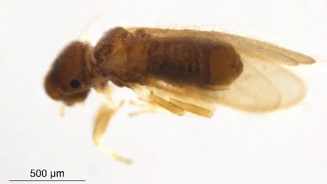 Archipsocus floridanus