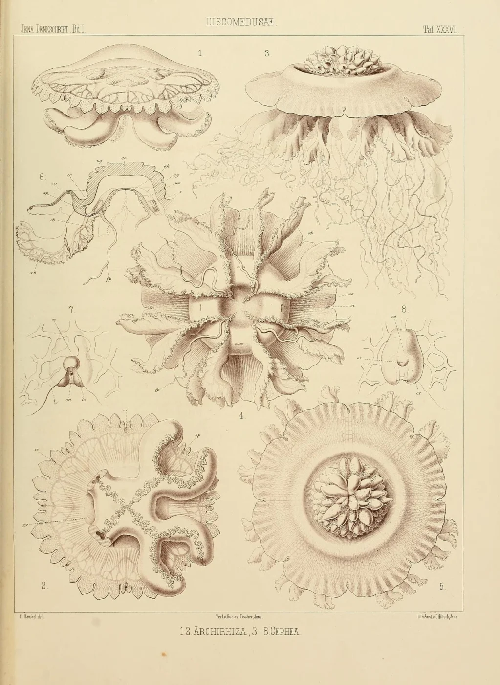 Archirhiza primordialis
