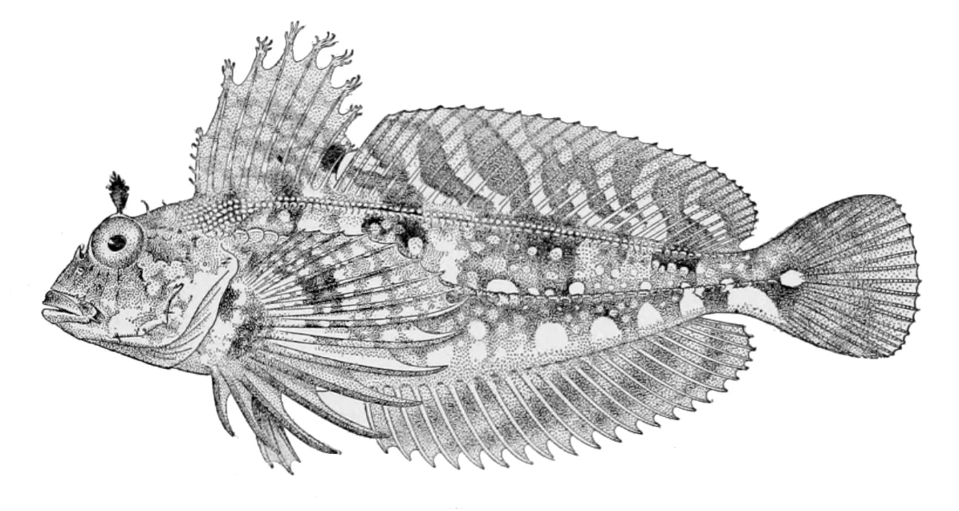 scaled sculpin