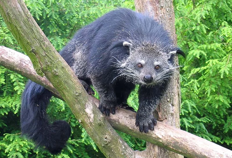 Asian Bearcat