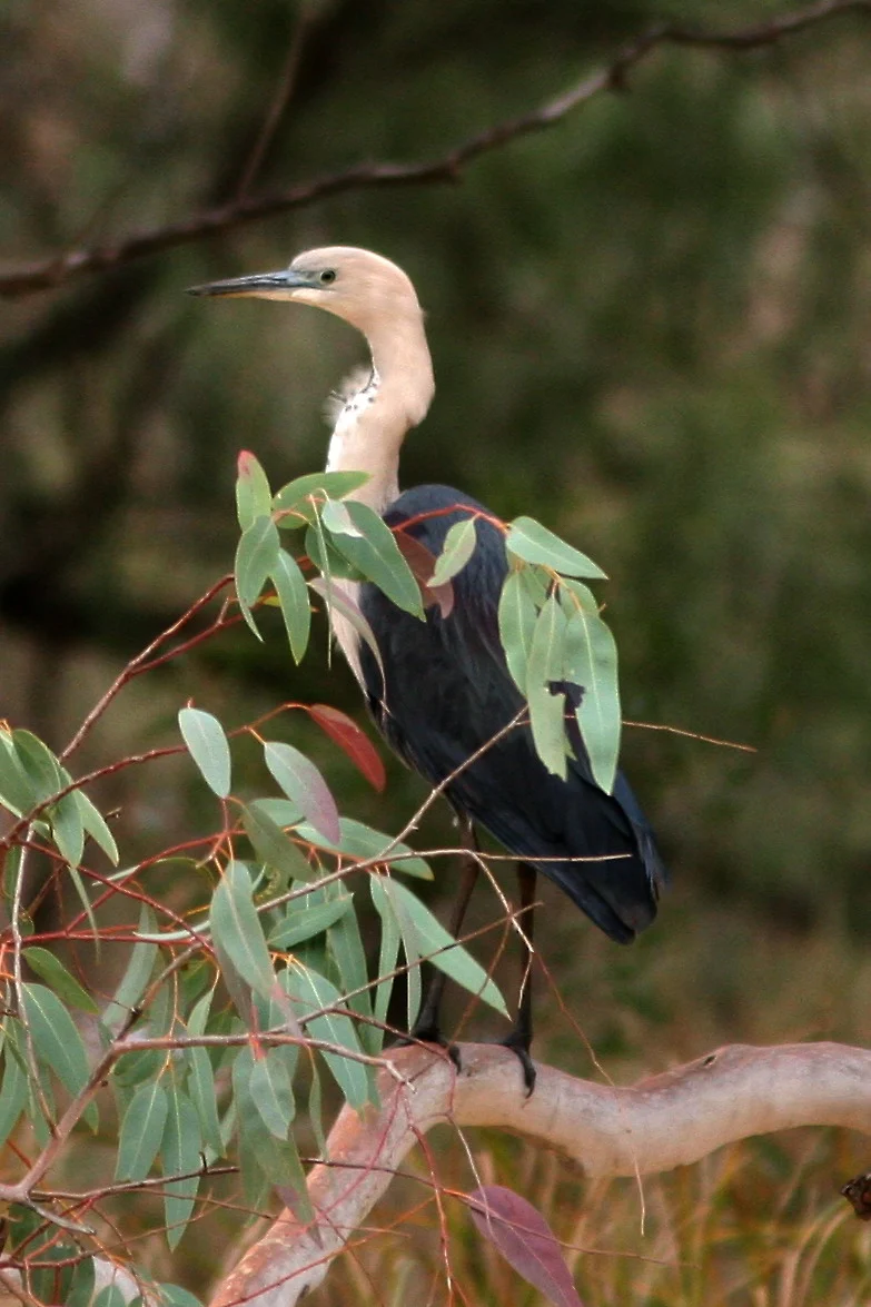 Australian White-necked Heron