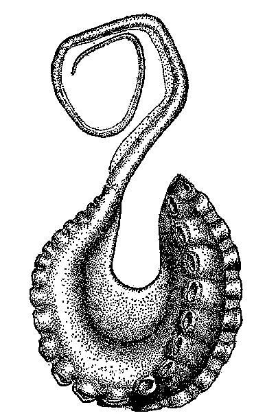 Argonauta bottgeri