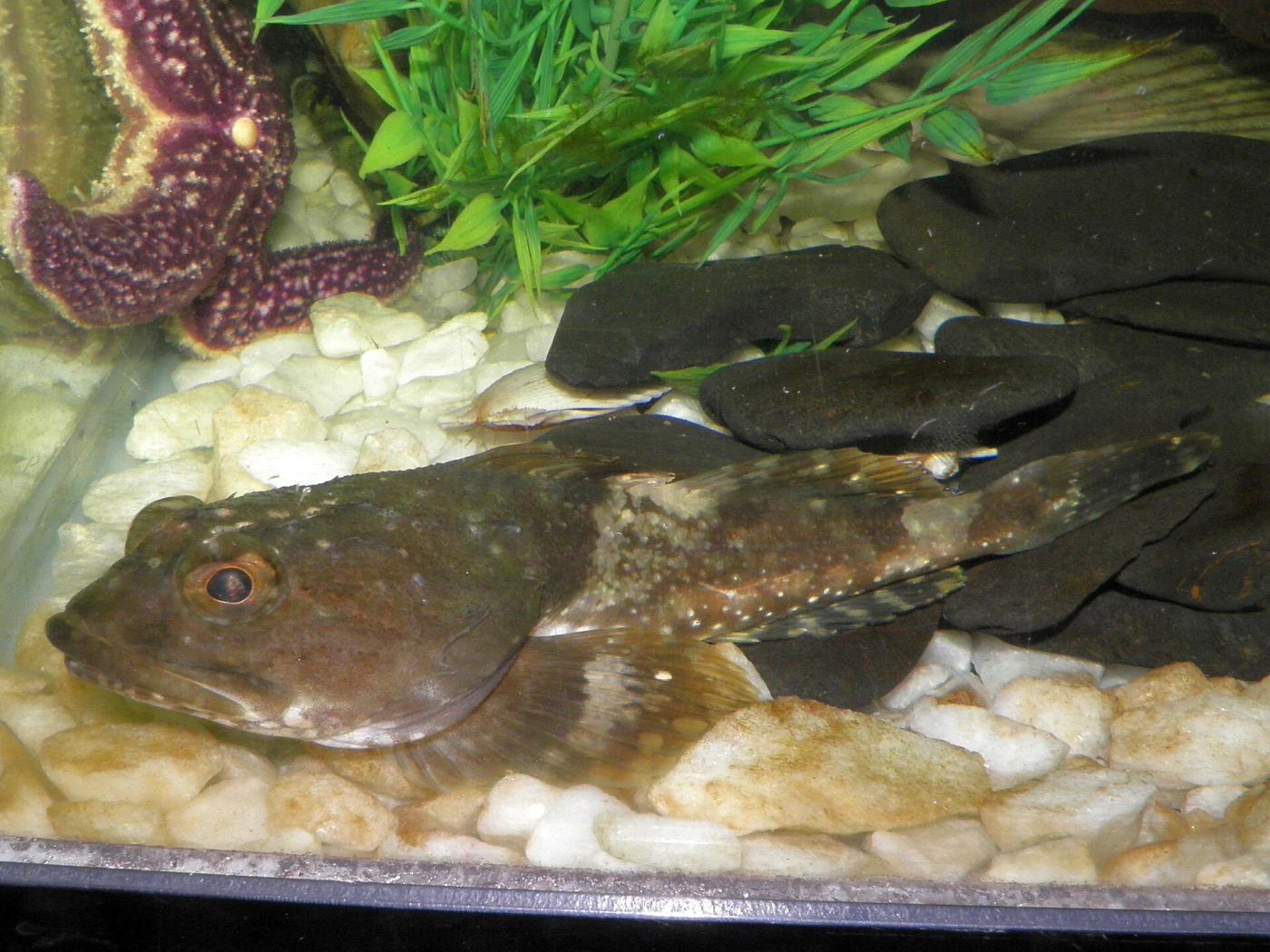 Threadfoot sculpin