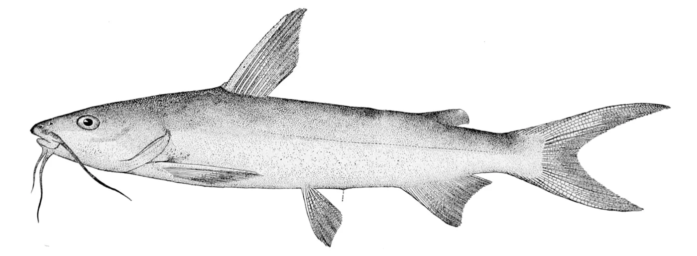 threadfin sea catfish