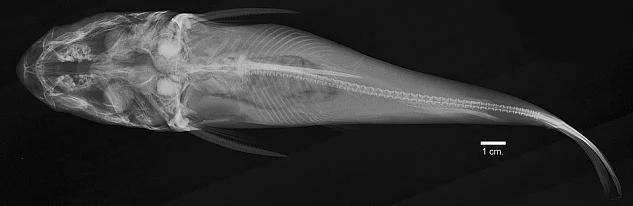 squirrelheaded catfish
