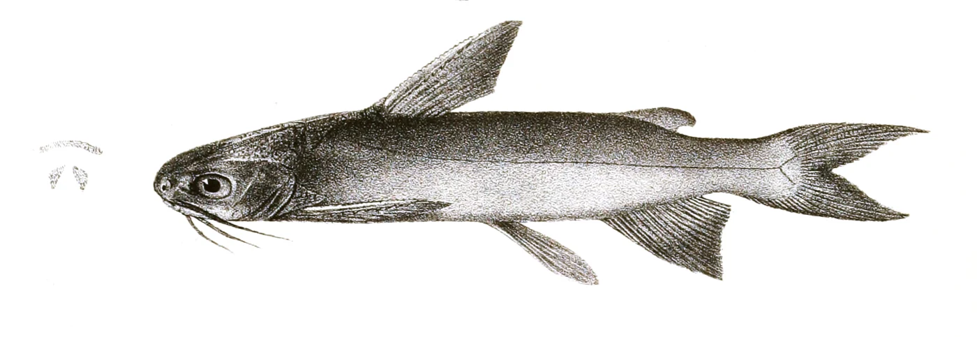 veined catfish
