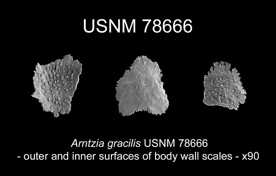 Arntzia gracilis