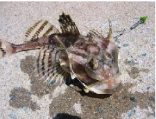 Atlantic Hook-ear Sculpin