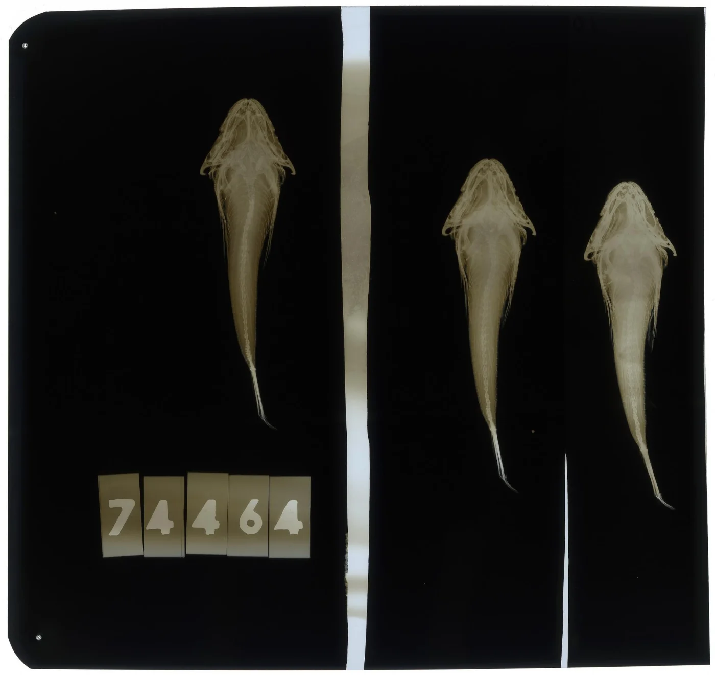 Artediellus fuscimentus