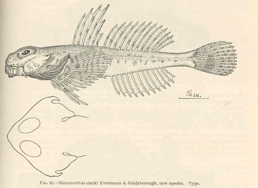hookhorn sculpin
