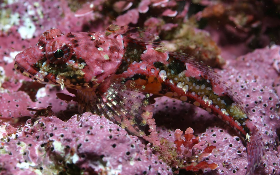 coralline sculpin