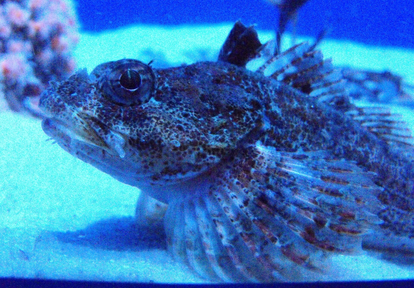 padded sculpin