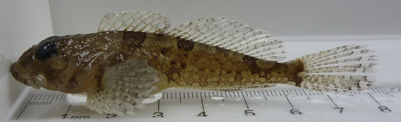 scalyhead sculpin