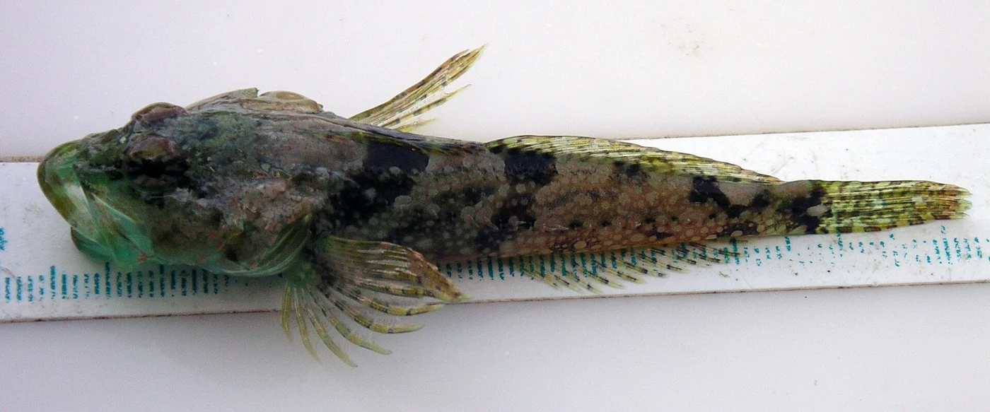 smoothhead sculpin