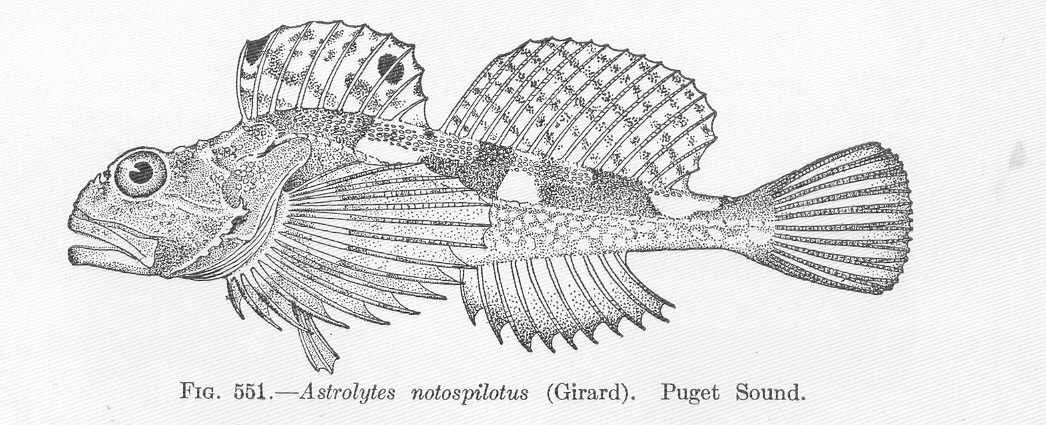 bonehead sculpin