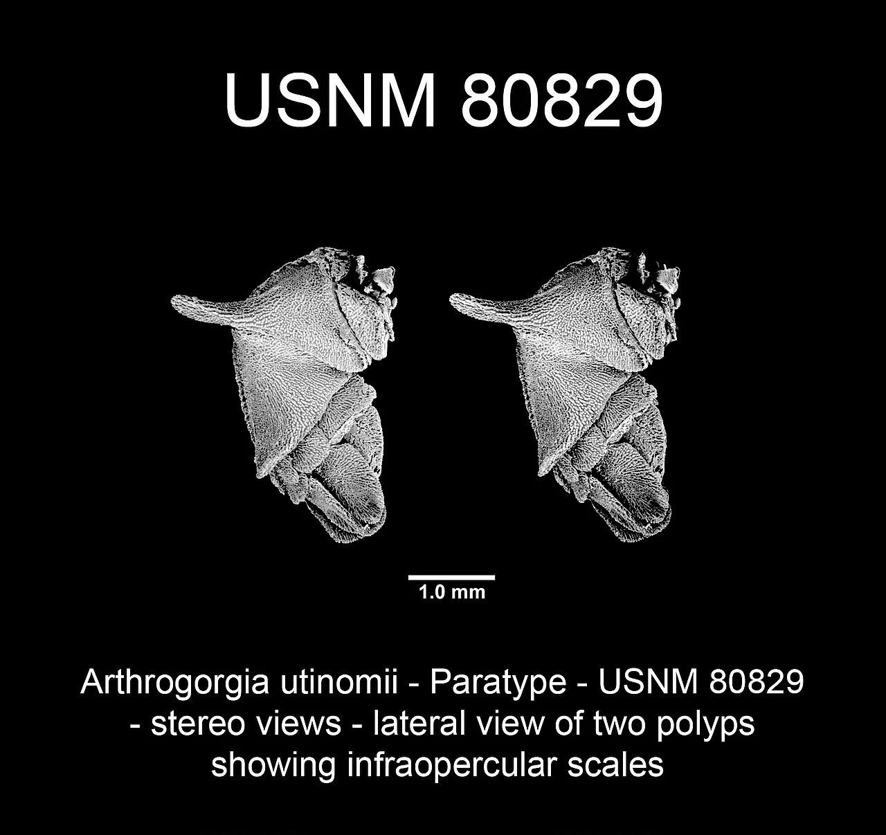 Arthrogorgia utinomii