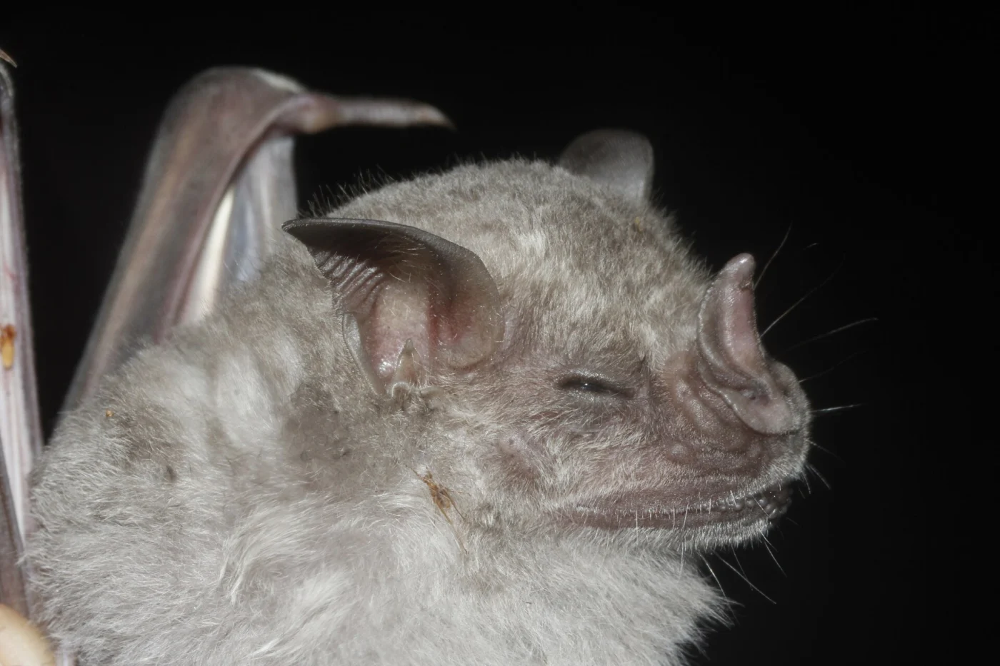Hairy Fruit-eating Bat
