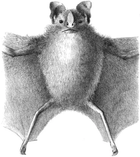 Toltec Fruit-eating Bat