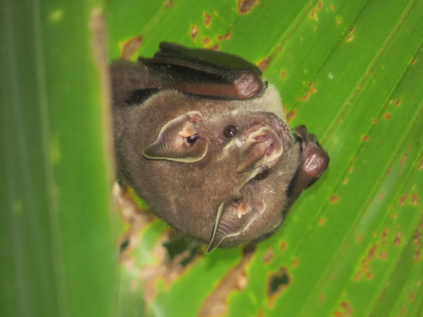 Thomas's Fruit-eating Bat