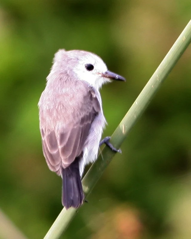 White-Headed Marsh Tyrant
