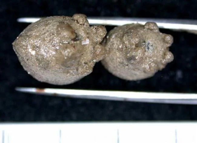 Asajirus indicus